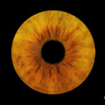 Single iris